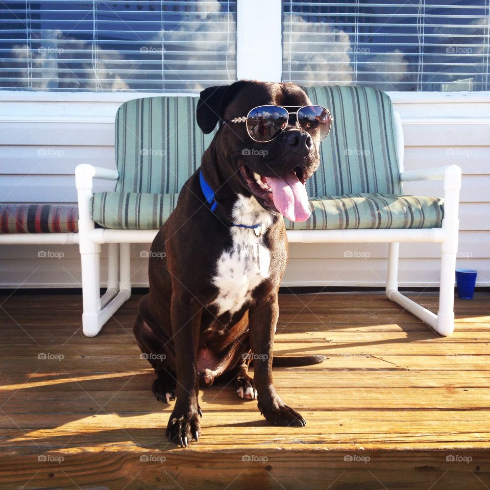 Bentley . my dog Bentley at the beach house! He wore these for like 30 mins. 