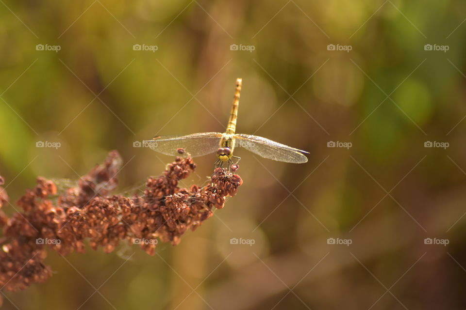 british native dragonfly Essex