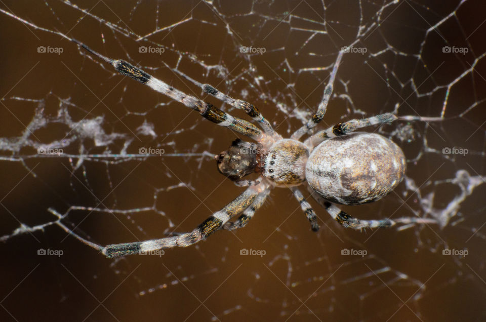 Spider on the cobweb.Spider at rest in chaotic cobweb.Closeup of a cross spider in its cobweb.