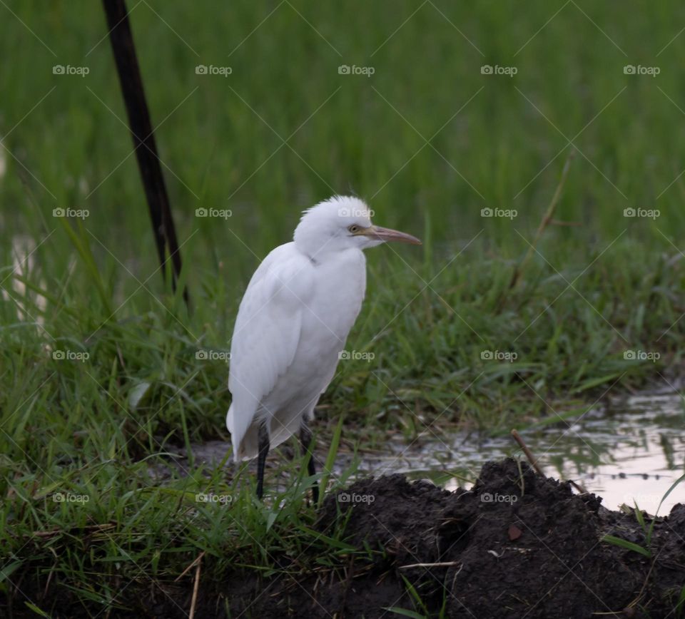 White bird in the rice field
