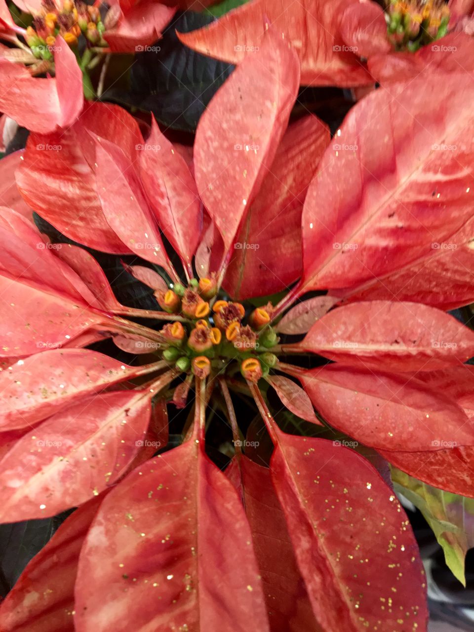 Close-up of poinsettia