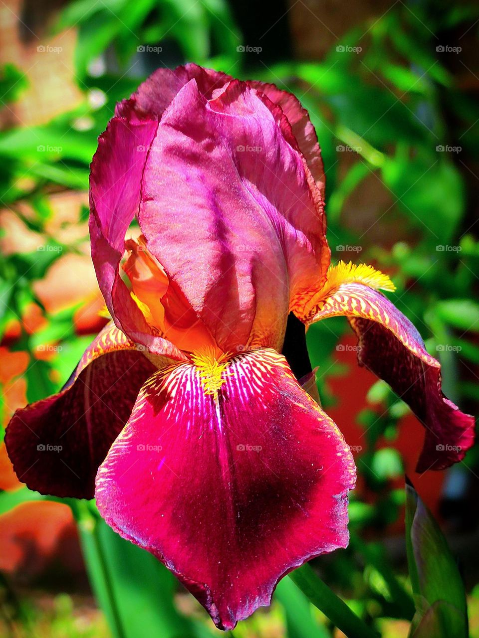 Blooming iris flower with velvet burgundy petals