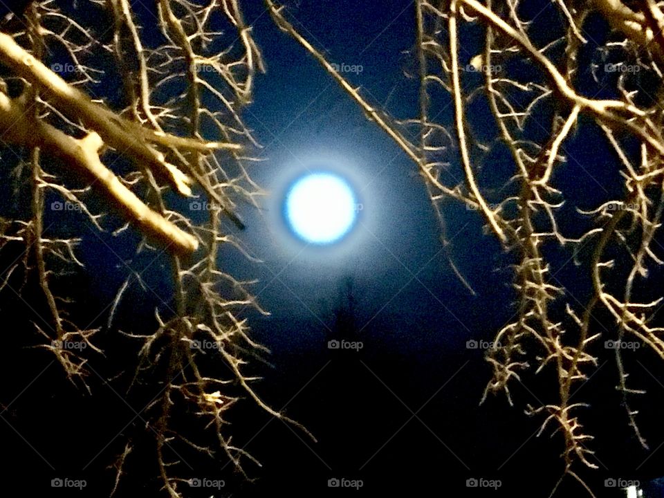 Full Moon surrounded by canopy of cranberry trees