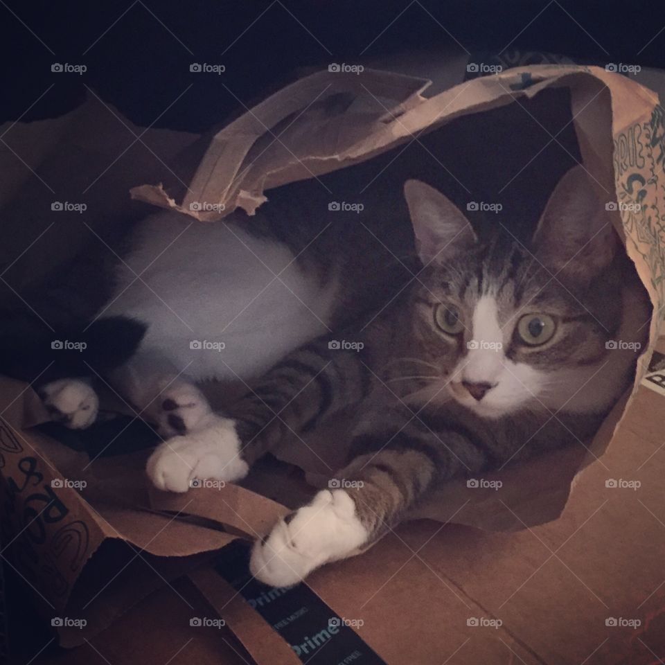 Cats and Paper Bags