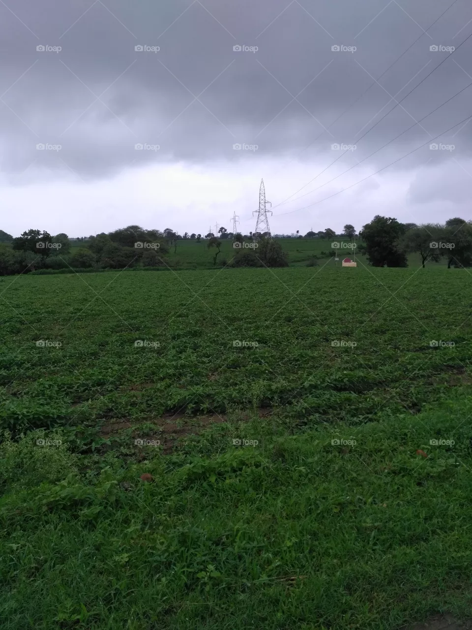 grassland