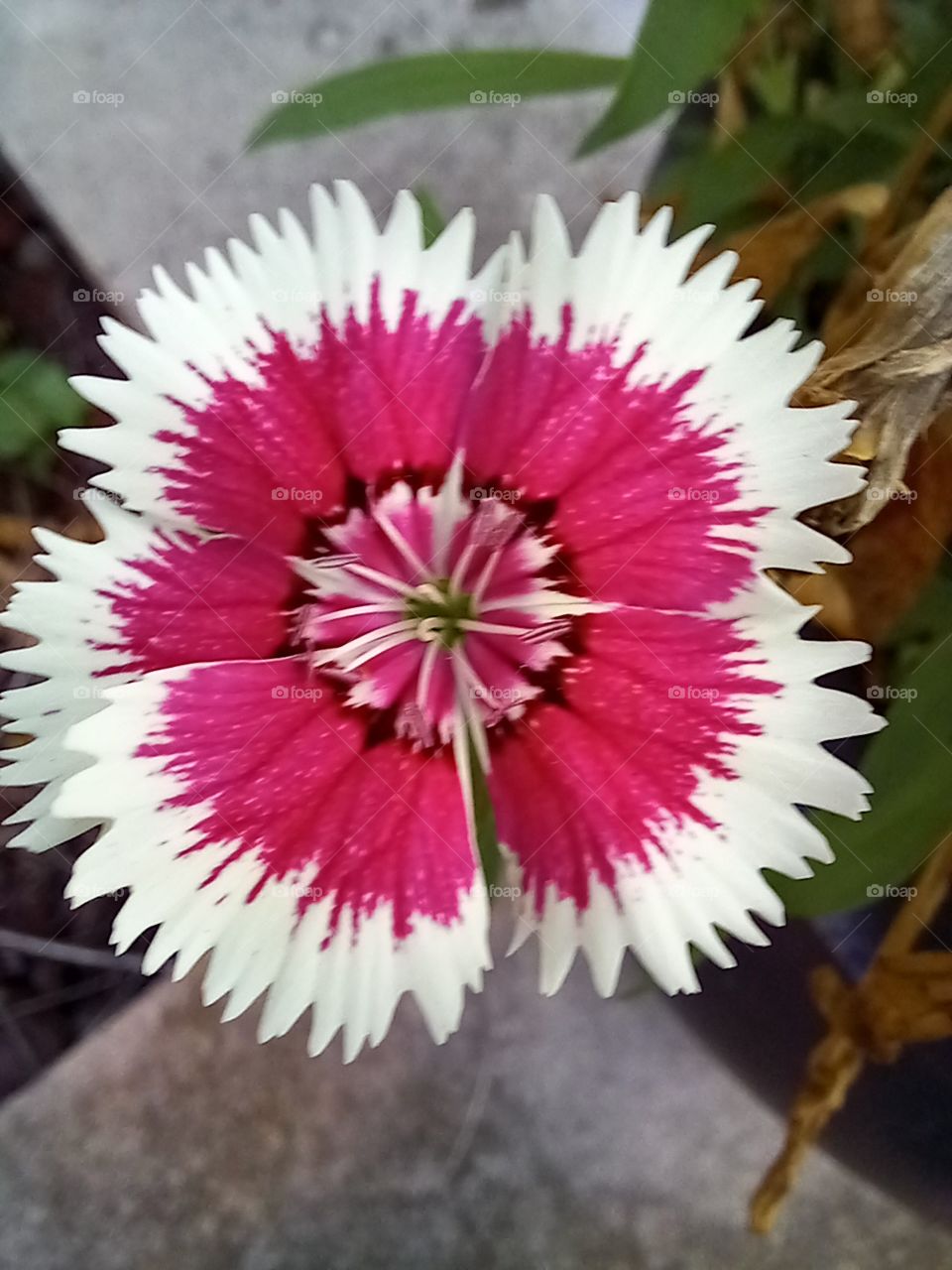 the red explosion, naturally. mesmerizing visually.