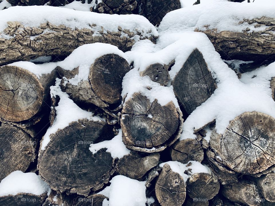 Snow-covered logs