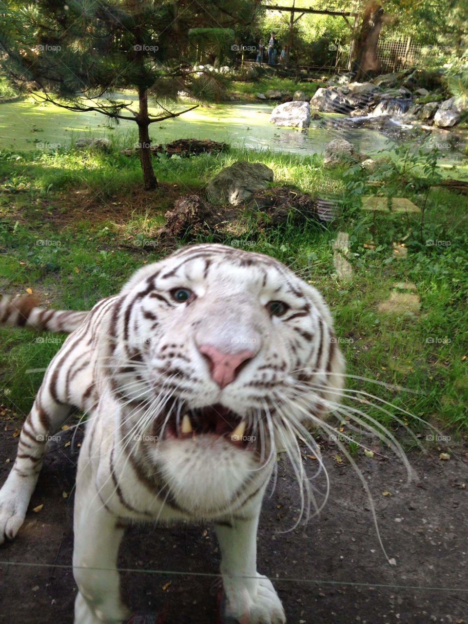 Tigre at the beauval zoo in french