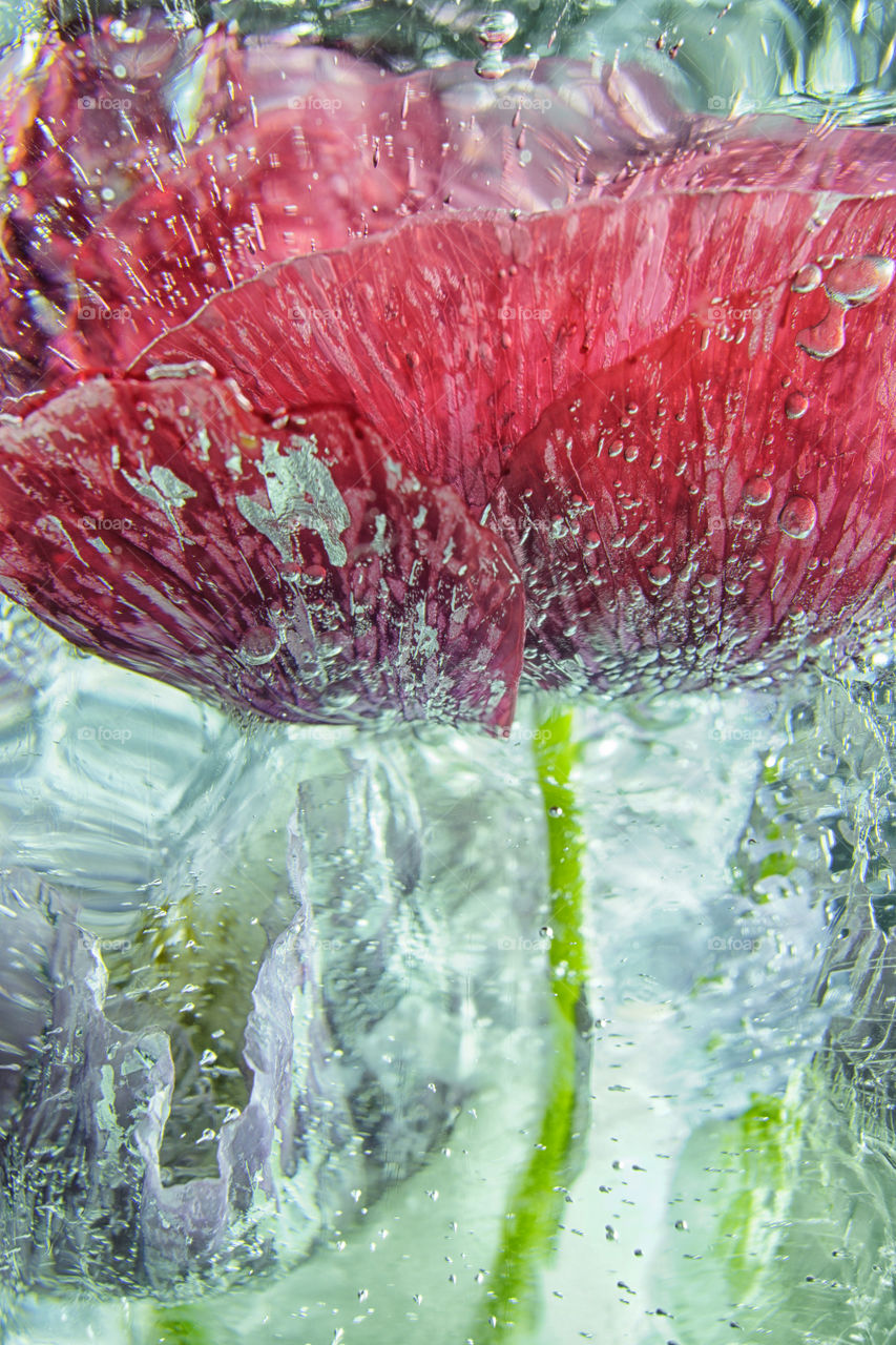 poppy in ice