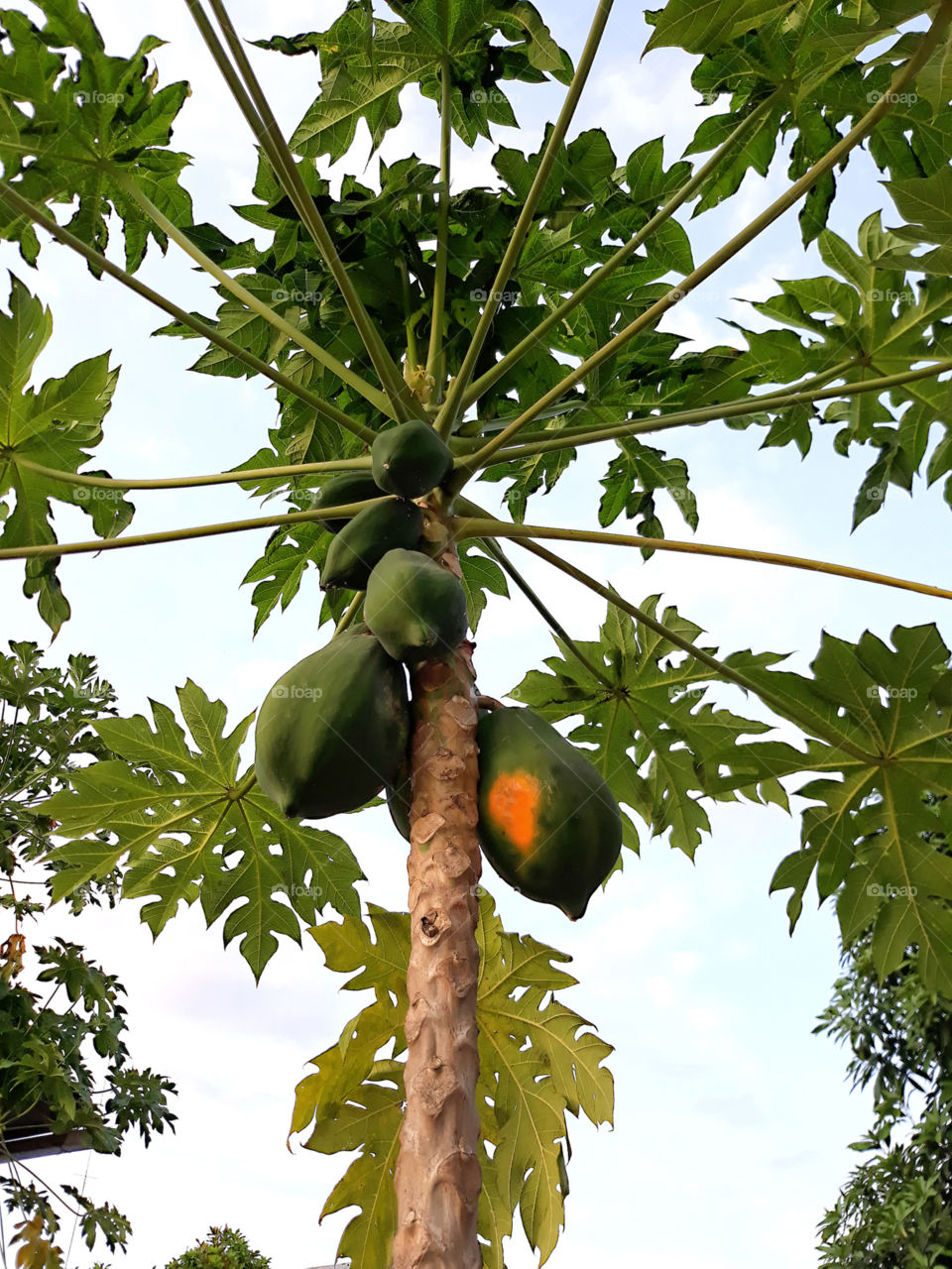 papaya tree