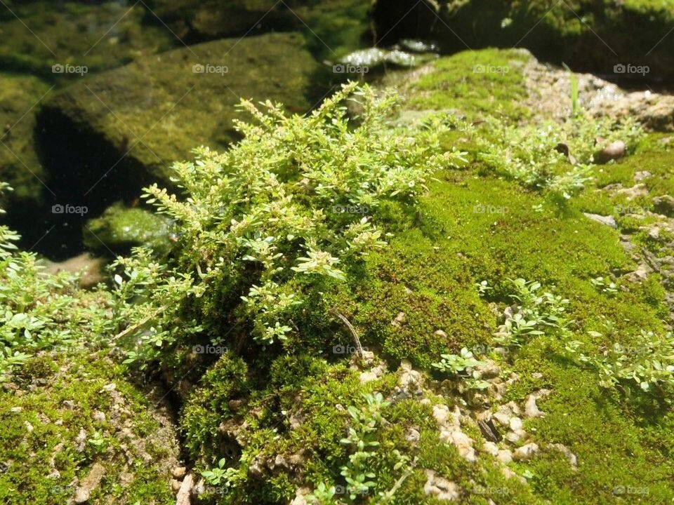 Moss/alge