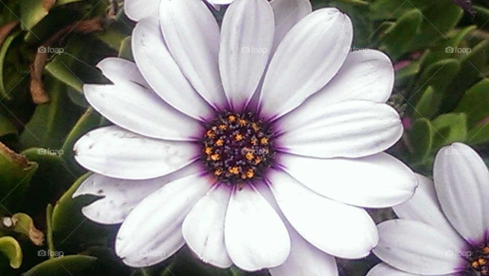 White Floral Closeup with Magnified Deep Purple and Yellow Center