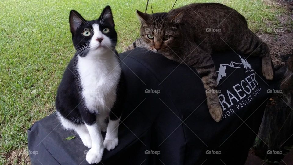 Two Kitties on a Outdoor Grill