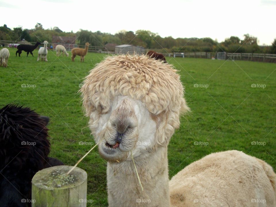 Close-up of white alpaca