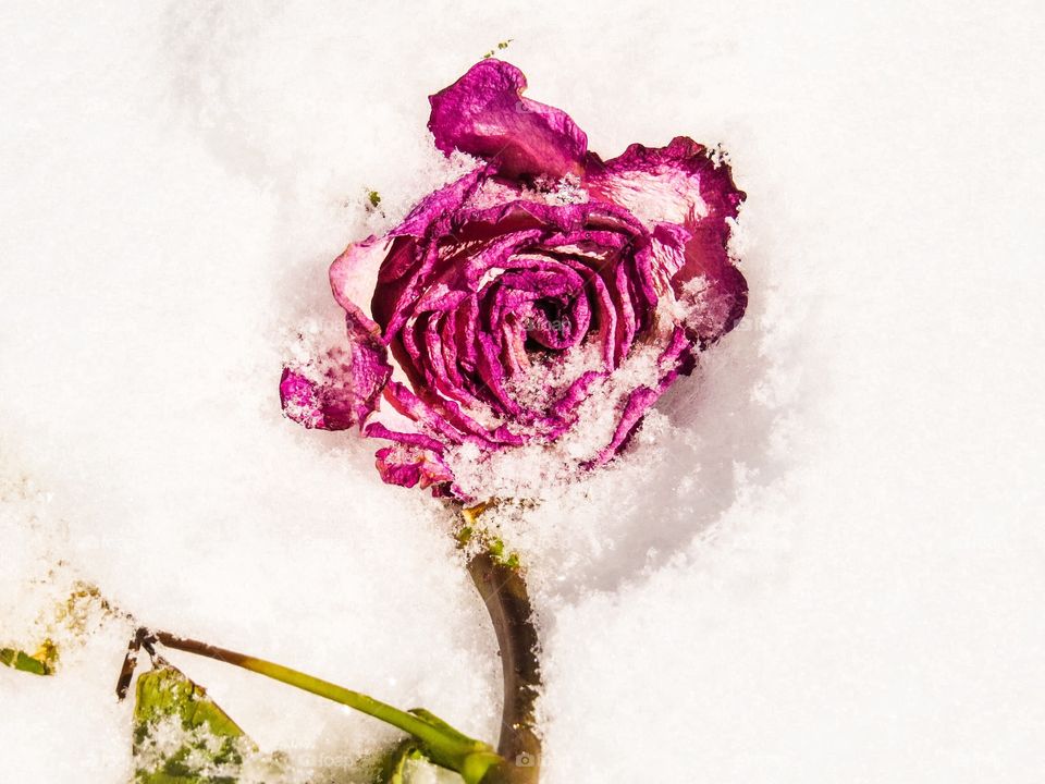 Pink rose in the snow.