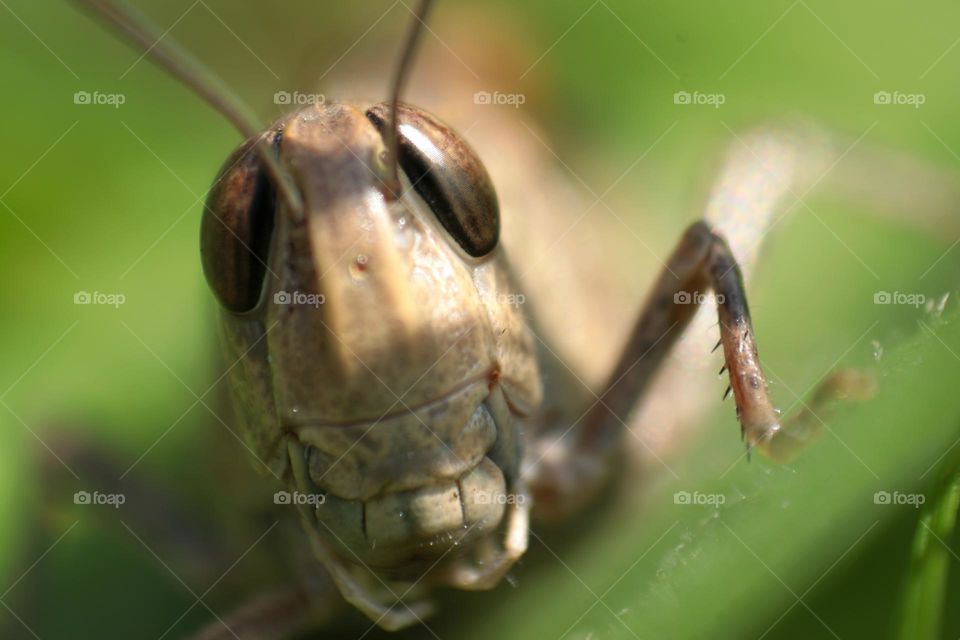 grasshopper