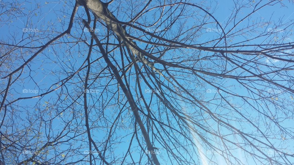 Branches against a blue sky.