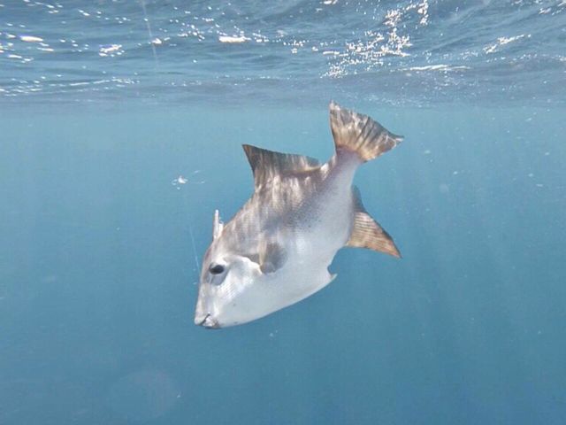 A parrot fish
