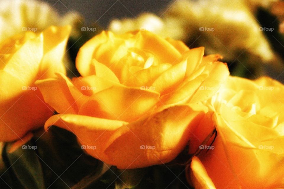 Yellow Rose