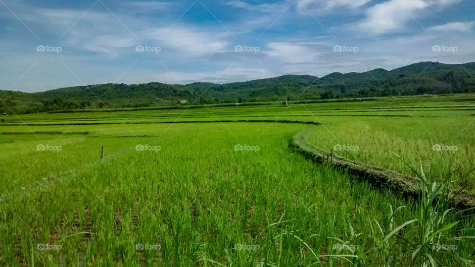 Scenic View of Paddy field Againts Blue Sky