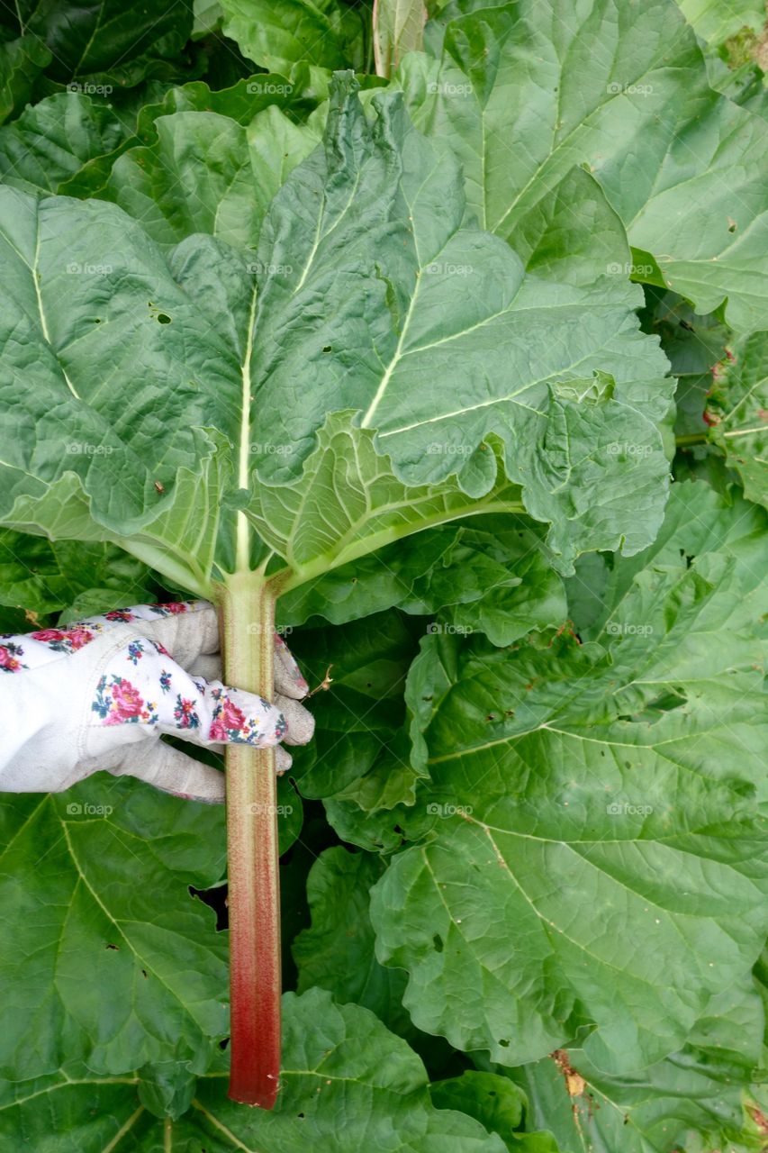 This year I got a lot of rhubarbs in my garden. I will use them to make lemonaden.
