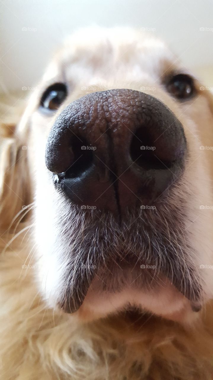The Nose Knows More