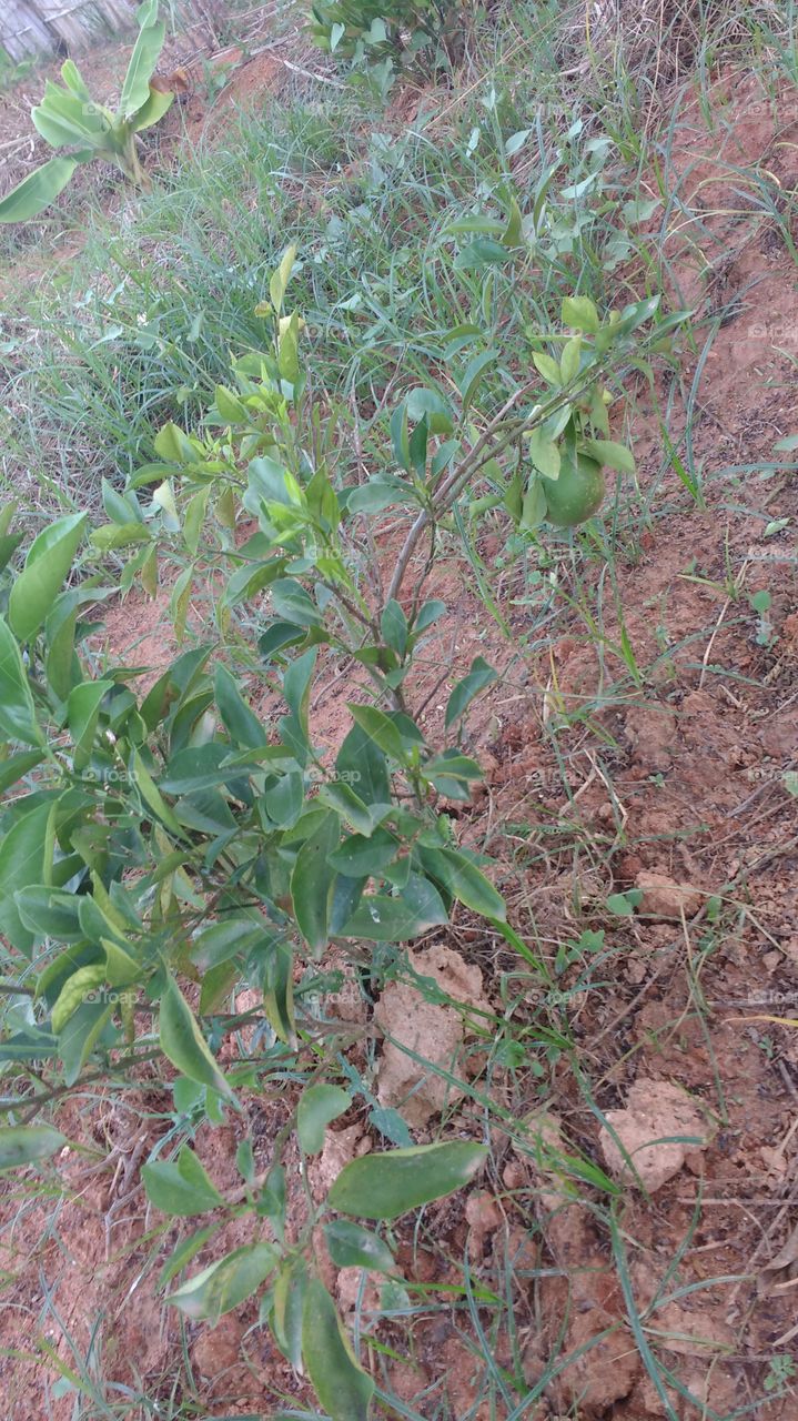 linda foto paisagem natural maravilhosa