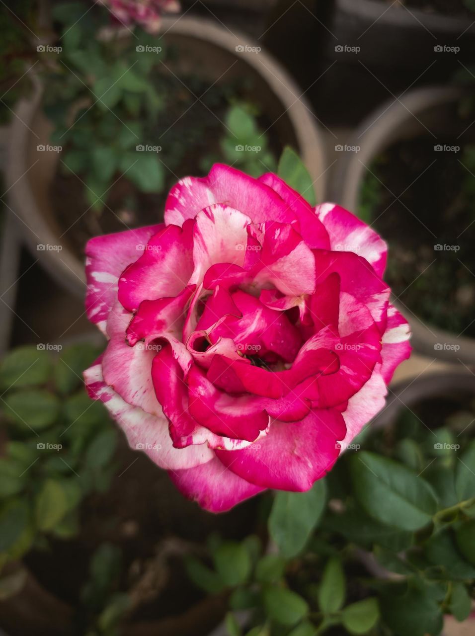 rosas rose pink white Nature detail macro flor flower zoom close UP jardim garden