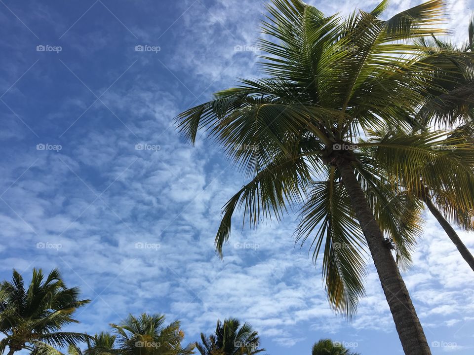 Palm tree against blue sky 