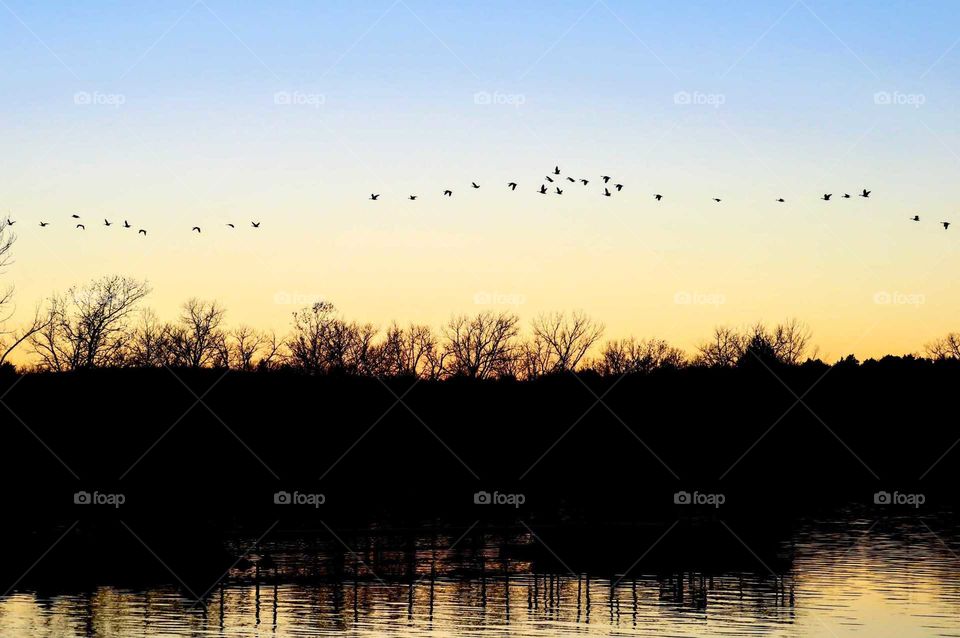Flying geese over beautiful sunset waters. "Fly With Me".
