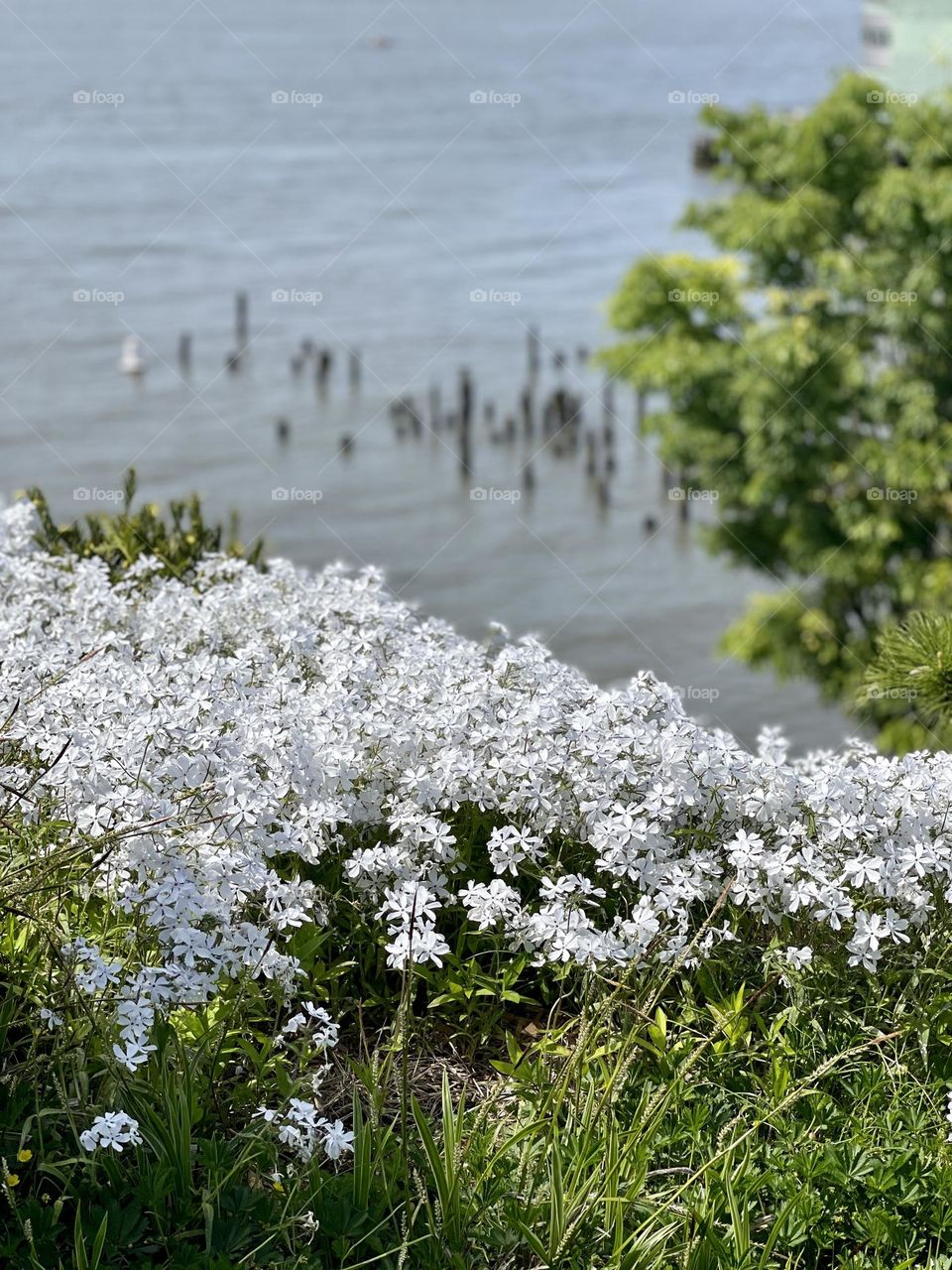 Highlighted White blooming flowers against a water backdrop 