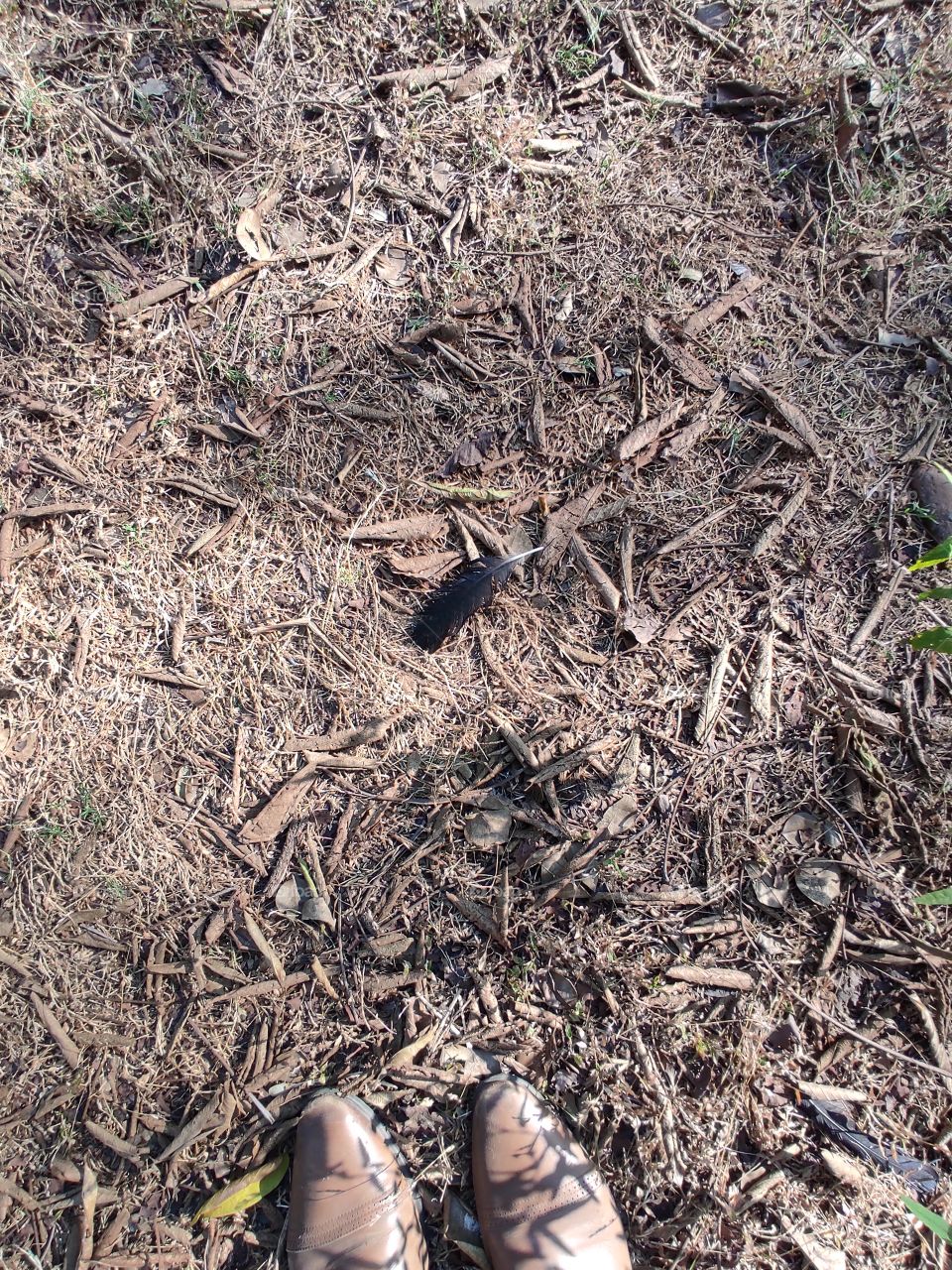 beautiful broken 🪶 of a bird