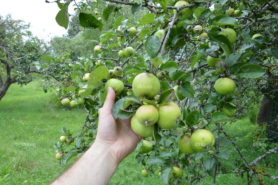 apples in my hand