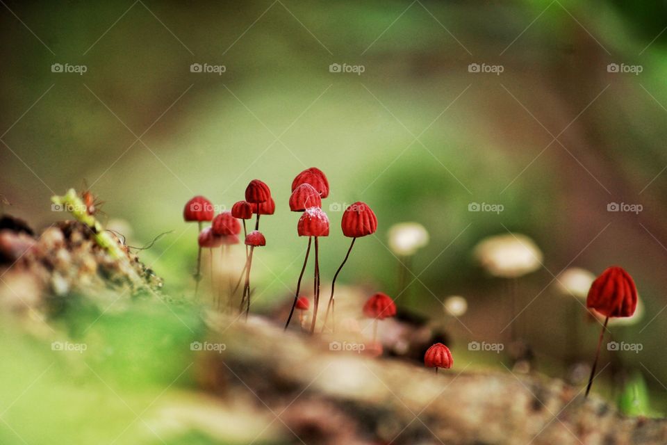 tiny red cap mushrooms