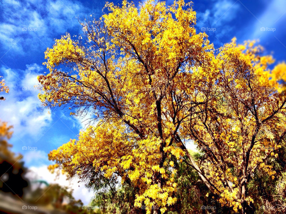 Yellow tree