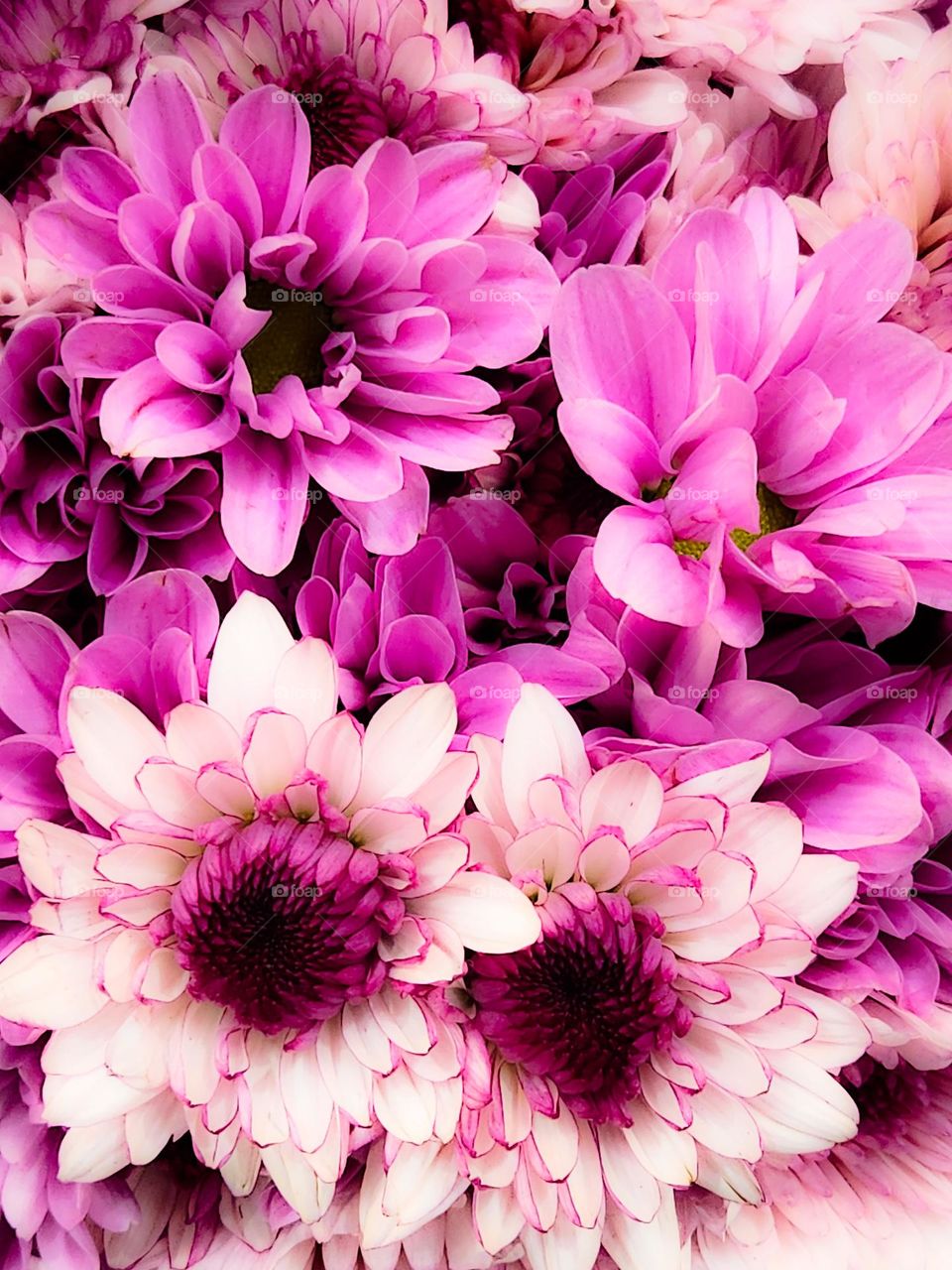 These beautiful bold pink color chrysanthemum flower blossoms would be right at home in Barbie's home