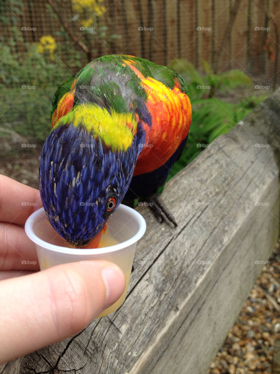 birds colours bird eating by Wilko