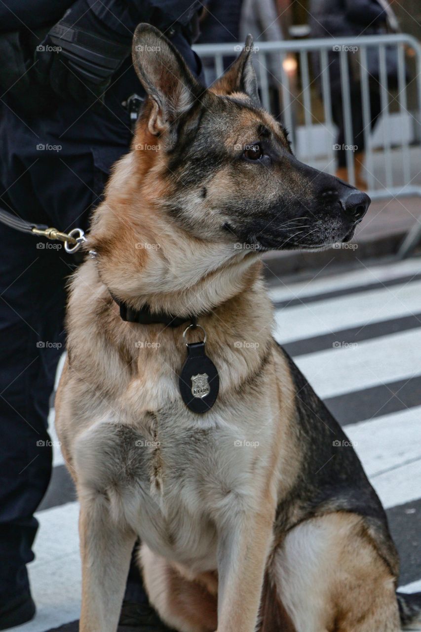 K9 working at NYC Veterans Day Parade 
