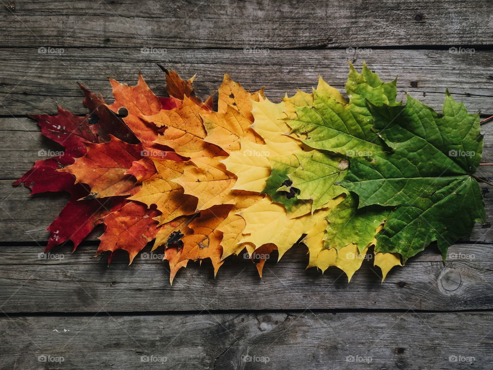 autumn leaf in gradient color