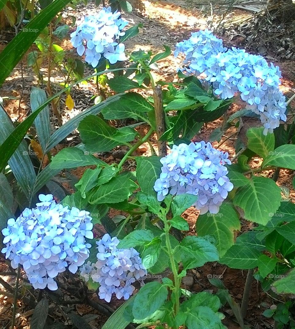 blue flower magic