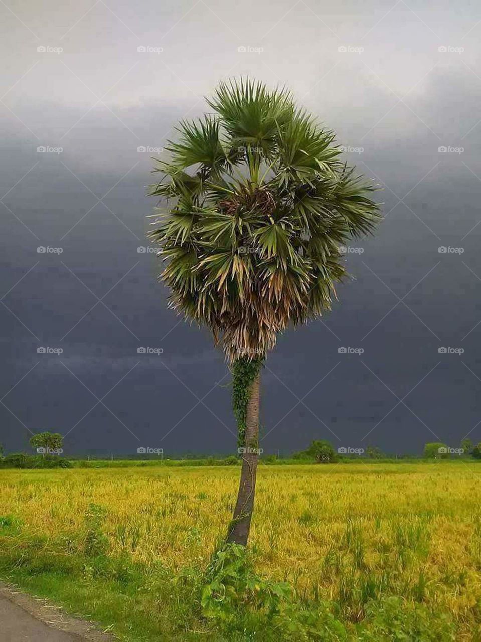 Palm tree in our Village