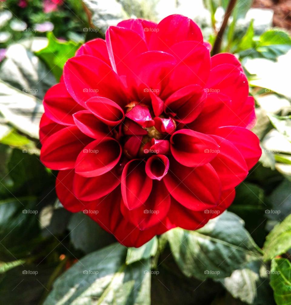 Flowers nature's gift