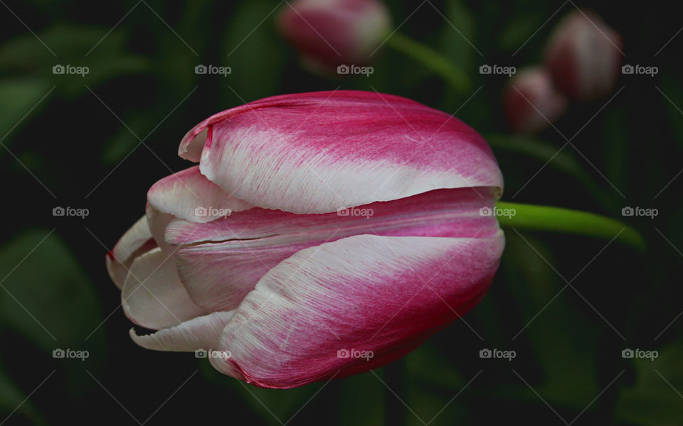 Beautifull Tulip in France