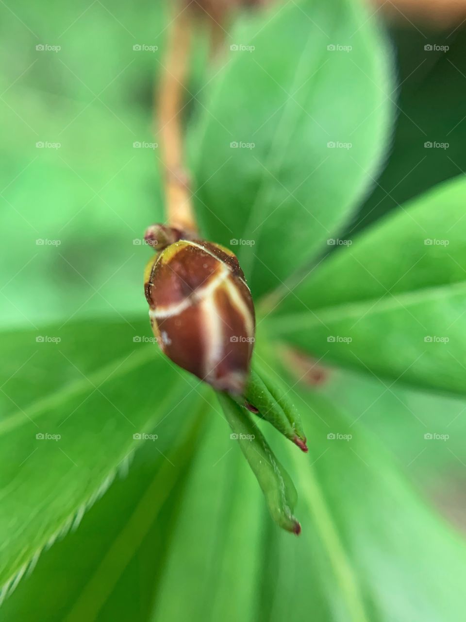 Bud of swamp azalea surrounded by green leaves background. Outdoor garden. Nature.