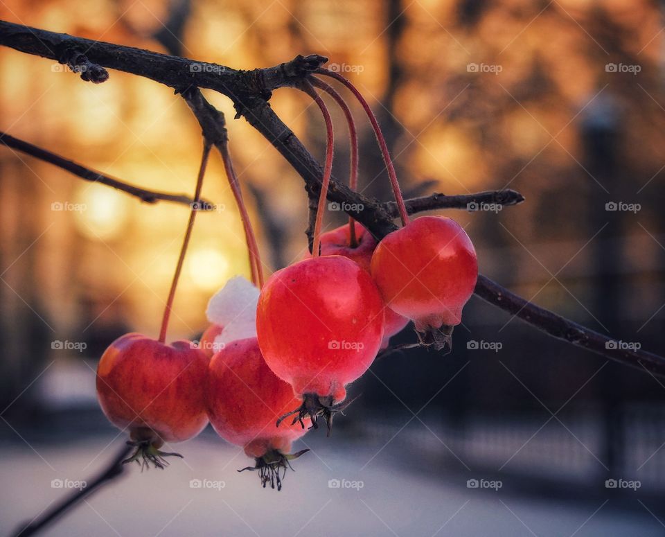 Red quintet.