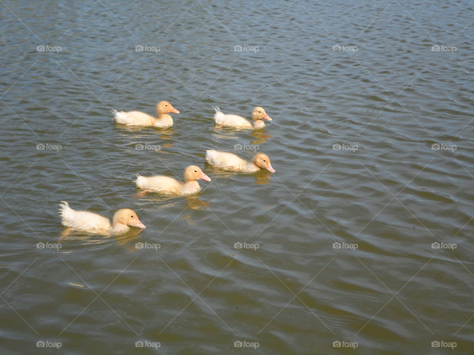 Baby peking ducks 1. Baby peking ducks floating on water