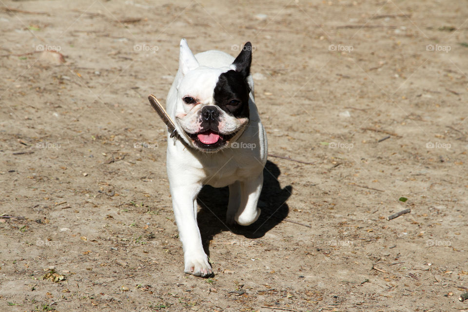 Portrait of a dog running