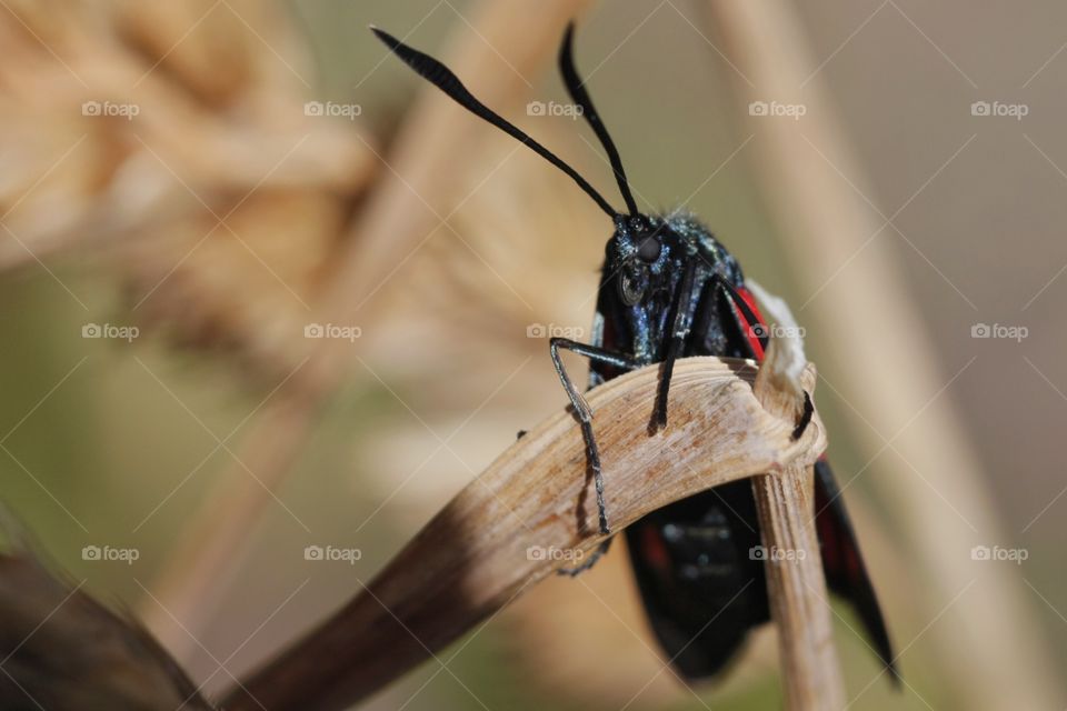 Close-up of a moth