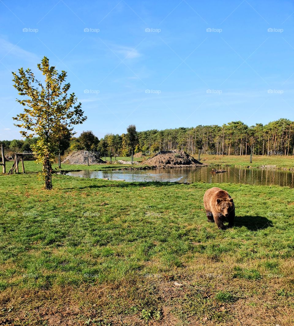 Rescued bear