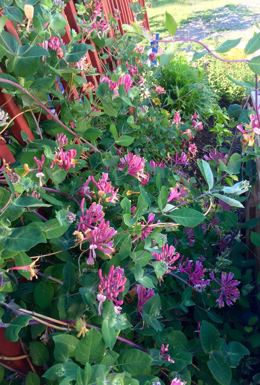 Honeysuckle smell of spring and summer!! 